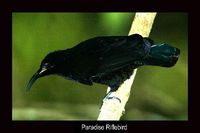 Paradise Riflebird