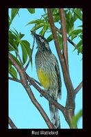 Red Wattlebird