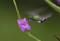 Green Thorntail (Popelairia conversii) photo