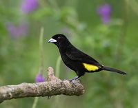 Flame-rumped Tanager (Ramphocelus flammigerus (icteronotus)) photo