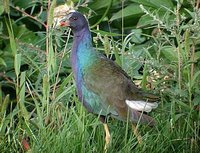 Purple Gallinule - Porphyrio martinica