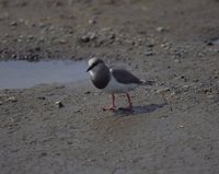 Magellanic Plover - Pluvianellus socialis