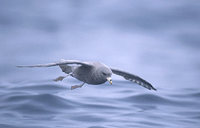 Northern Fulmar (Fulmarus glacialis) photo