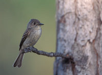 Cuban (Greater Antillean) Pewee (Contopus caribaeus) photo