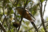 Mangrove Cuckoo - Coccyzus minor