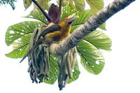 Saffron Toucanet - Baillonius bailloni