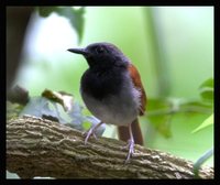 White-bellied Antbird - Myrmeciza longipes