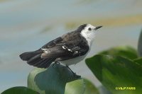 Black-backed Water-Tyrant - Fluvicola albiventer