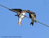 Caribbean Martin - Progne dominicensis