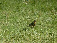 Red-throated Pipit - Anthus cervinus