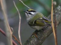 Golden-crowned Kinglet - Regulus satrapa