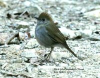 Black-billed Nightingale-Thrush - Catharus gracilirostris