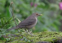 Ecuadorian Thrush - Turdus maculirostris