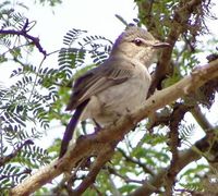 Gray Tit-Flycatcher - Myioparus plumbeus