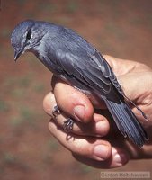 Ashy Flycatcher - Muscicapa caerulescens