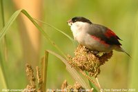 Black-crowned Waxbill - Estrilda nonnula