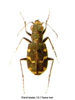 뜰길앞잡이 - Cicindela transbaicalica japanensis