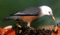 Malabar Mynah