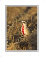 Rosey-patched Bush Shrike (Rhodophoneus cruentus)