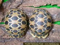 Burmese Star Tortoise, Geochelone platynota