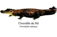 Nile Crocodile