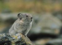 Collared Pika (Ochotona collaris)