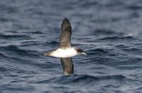 Grey Petrel (Procellaria cinerea)