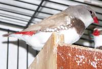 Fawn Diamond Firetail