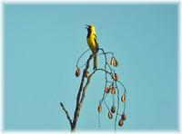 Yellow-tailed Oriole