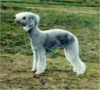 Bedlington Terrier (Rothbury & Rodbery Terrier)