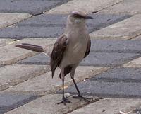 Tropical Mockingbird