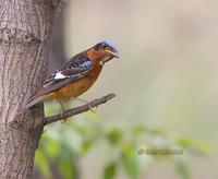 White-throated rock thrush C20D 03770.jpg