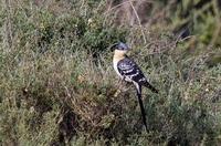 skj�regj�k / great-spotted cuckoo (Clamator glundarius)