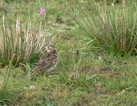 Oriental skylark Alauda gulgula