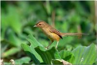 Plain Prinia