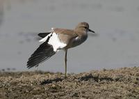 White-tailed Plover (Chettusia leucura)