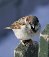 House Sparrow (Passer domesticus)