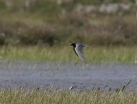 Black Tern (Chlidonias niger)