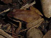 : Eleutherodactylus dimidiatus