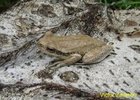 : Hypsiboas cordobae