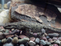 : Paramesotriton chinensis; Chinese Warty Newt