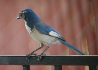 : Aphelocoma californica californica; Western Scrub Jay