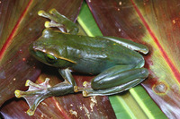 : Rhacophorus feae