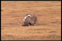 : Centrocercus urophasianus; Sage Grouse