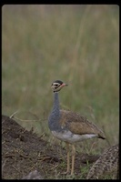 : Eupodotis senegalensis; White-bellied Bustard