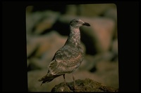 : Larus occidentalis; Western Gull