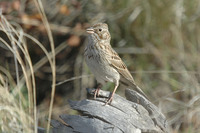 : Pooecetes gramineus; Vesper Sparrow