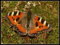 : Aglais urticae