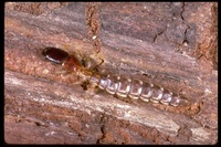 : Agulla unicolor; Snakefly