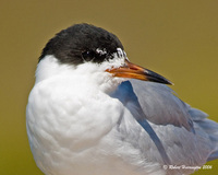 : Sterna forsteri; Forster's Tern